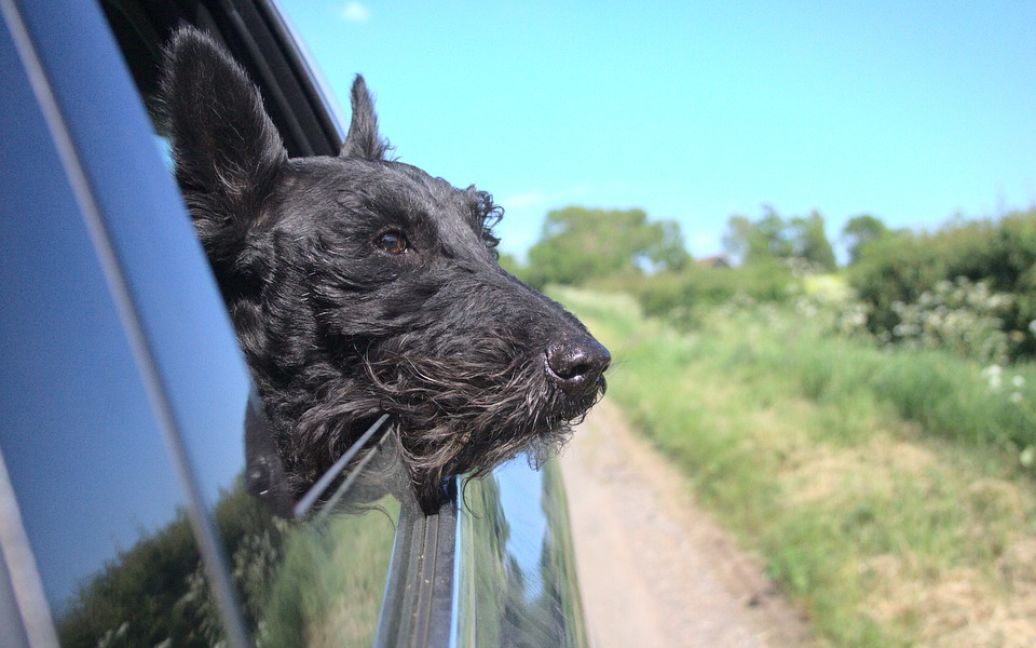 Ученые объяснили, почему собаки лают на машины ➤ Prozoro.net.ua