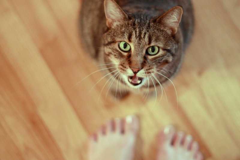 Как кошки манипулируют людьми: ученые узнали тайну ➤ Prozoro.net.ua