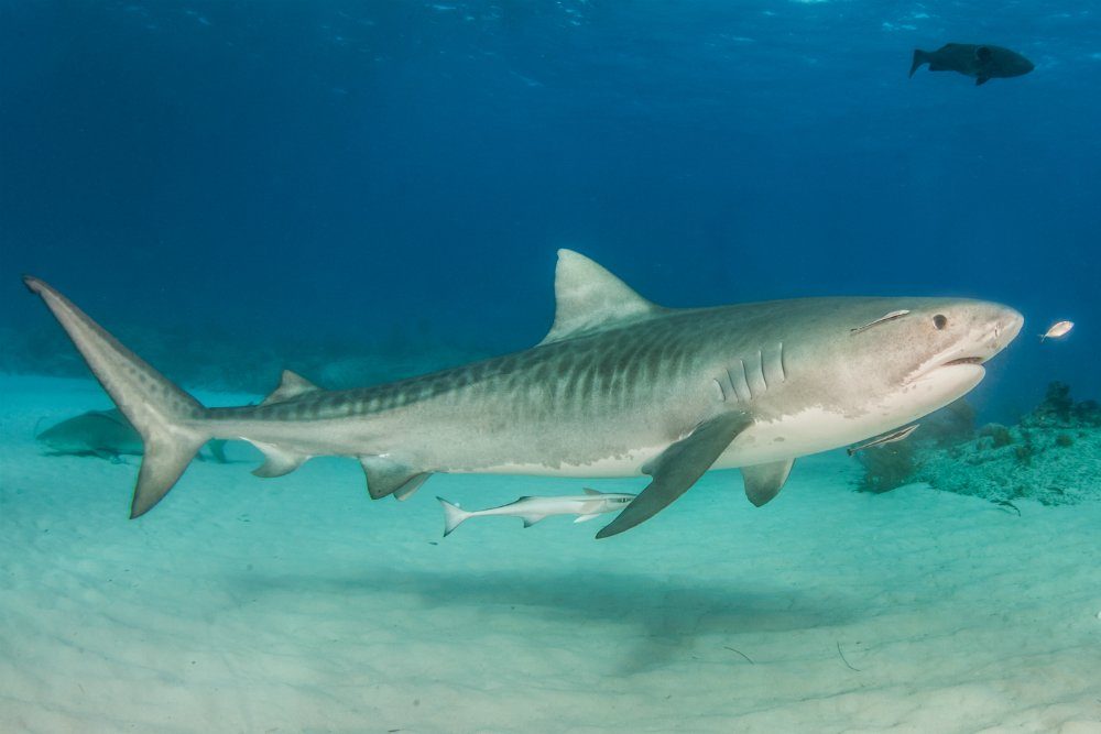 Чудом выжил: в Австралии  акула с головой поглотила дайвера (фото)