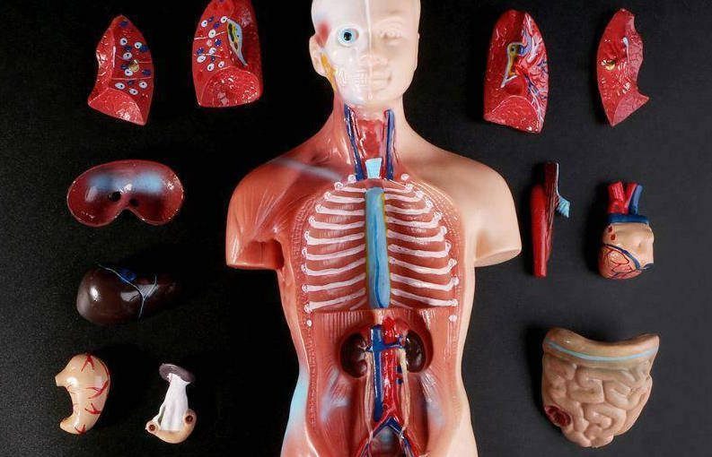 Ученые рассказали, какие из 78 органов не нужны человеку ➤ Prozoro.net.ua