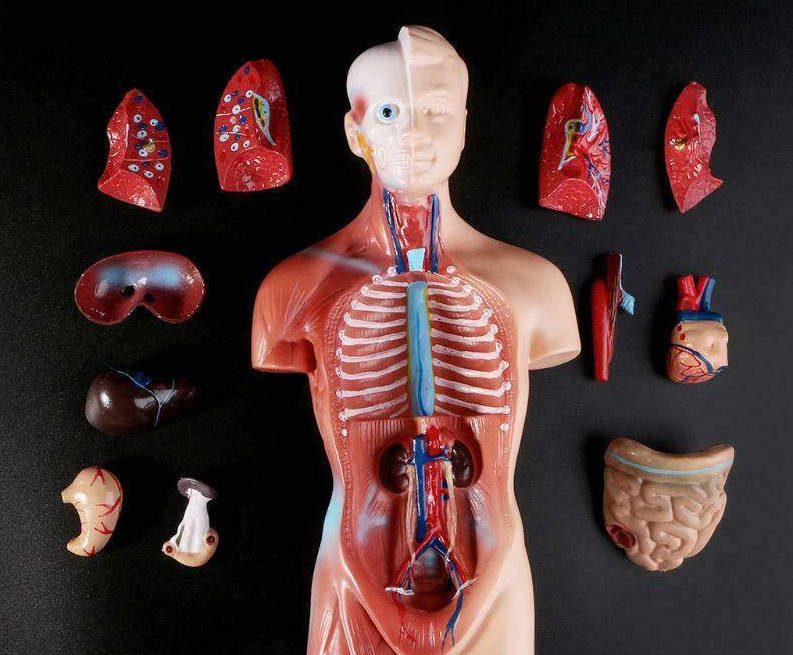 Ученые рассказали, какие из 78 органов не нужны человеку