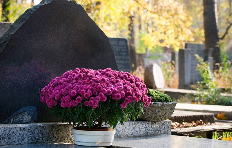 Что нельзя сажать на кладбище: этим 3 растениям там не место ➤ Prozoro.net.ua
