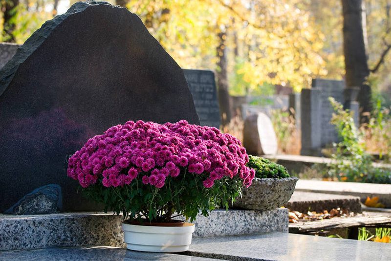Что нельзя сажать на кладбище: этим 3 растениям там не место