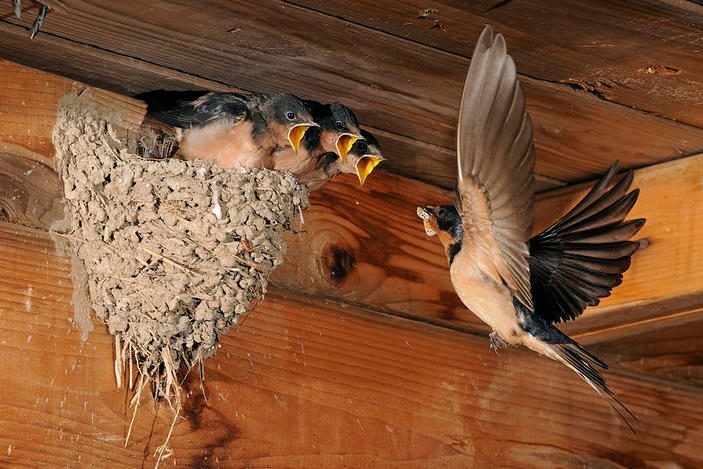 Почему нельзя трогать гнезда ласточек: удивительный секрет
