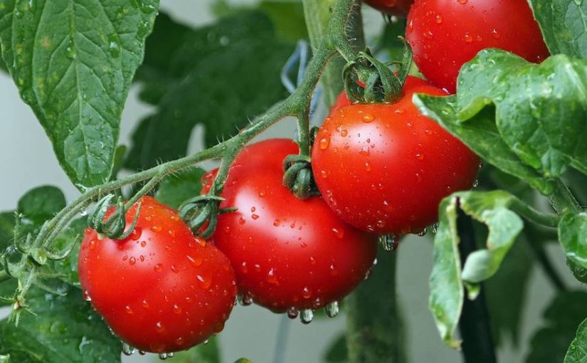 Чем поливать помидоры, чтобы росли крепкими и не болели ➤ Prozoro.net.ua