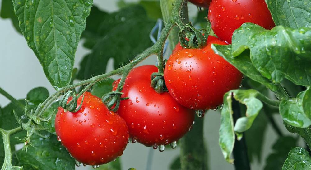 Чим поливати помідори, щоб росли міцними та не хворіли ➤ Prozoro.net.ua