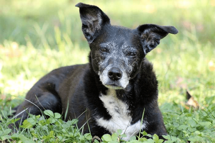 Ветеринар назвав ознаки того, що ваш собака наближається до смерті ➤ Prozoro.net.ua