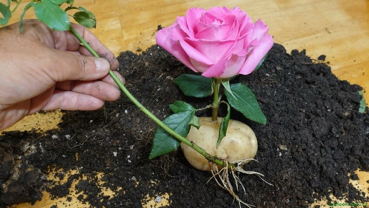 Как вырастить розу из букета