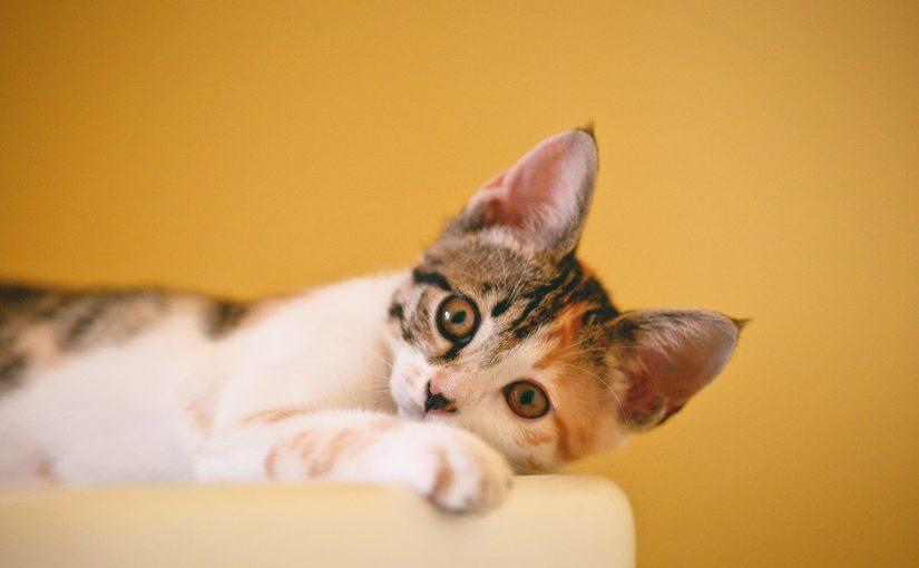 Почему коты переминают лапами: ученые нашли ответ ➤ Prozoro.net.ua
