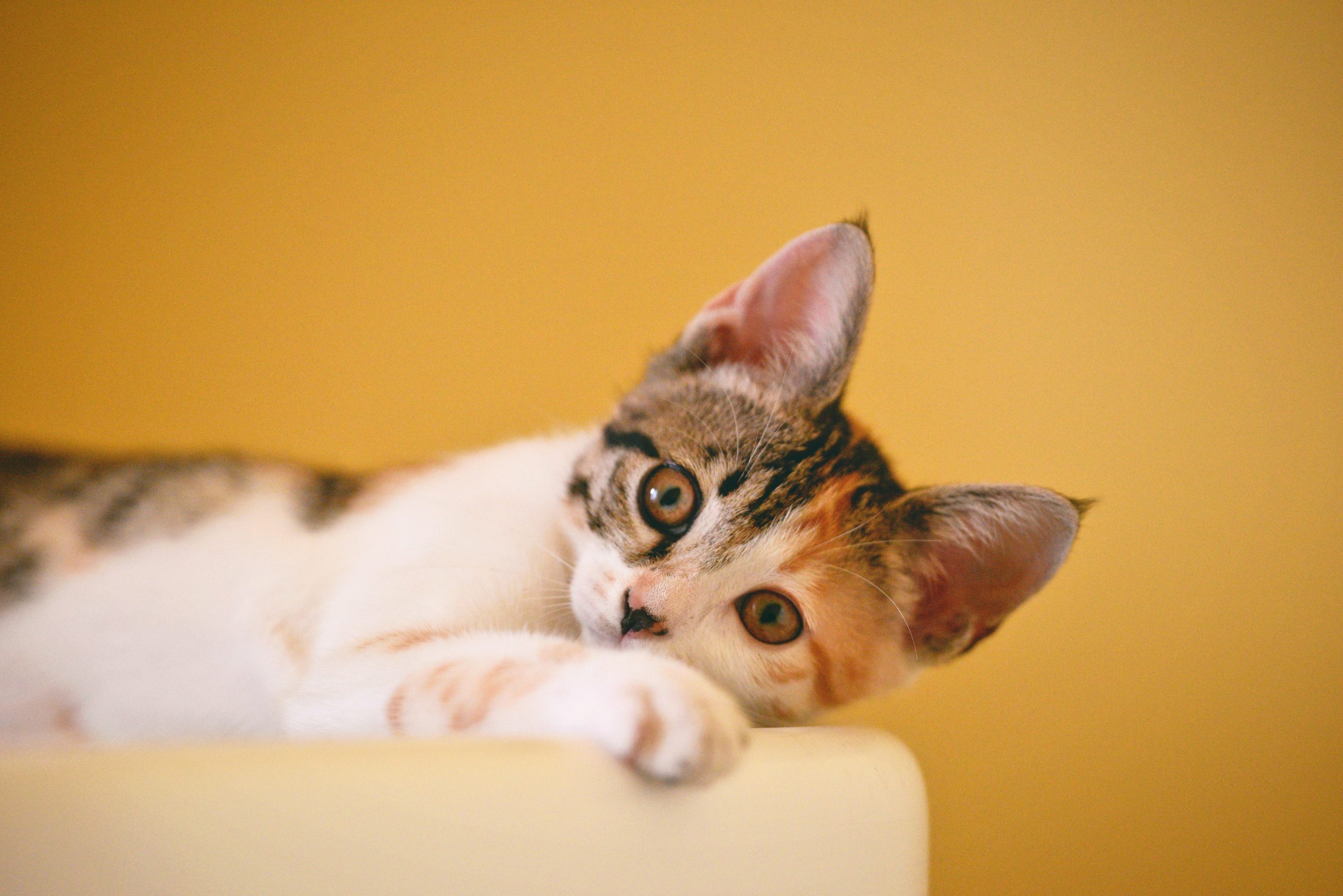 Почему коты переминают лапами: ученые нашли ответ ➤ Prozoro.net.ua