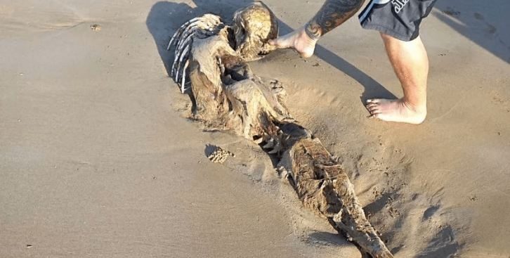 Загадочное существо выбросилось на пляж: похоже на русалку ➤ Prozoro.net.ua