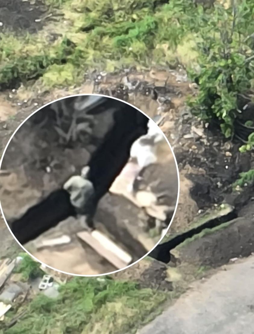 «Писающий мальчик» указал ВСУ на склад боеприпасов врага: видео ➤ Prozoro.net.ua
