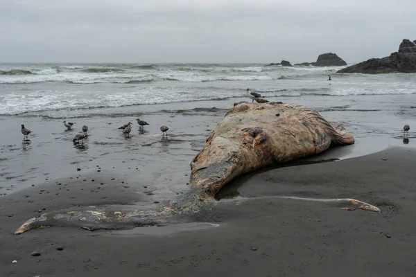 На Канарах в мертвом ките нашли сокровище: стоит 500 тысяч евро