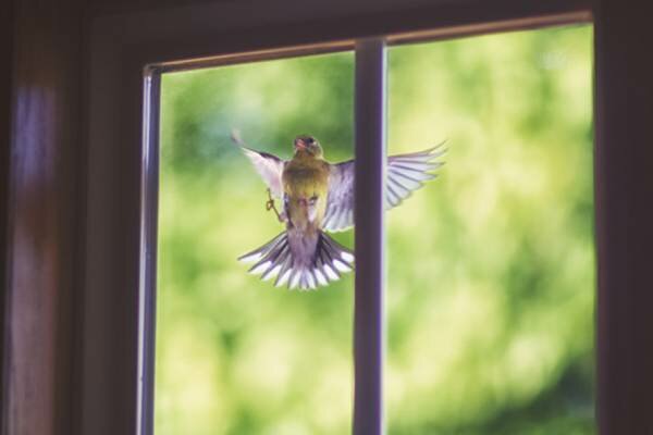 Якщо птах постукав у вікно: що означає така прикмета ➤ Prozoro.net.ua