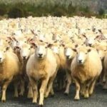 Упражнение, которое заменит поход к окулисту: найдите волка ➤ Prozoro.net.ua