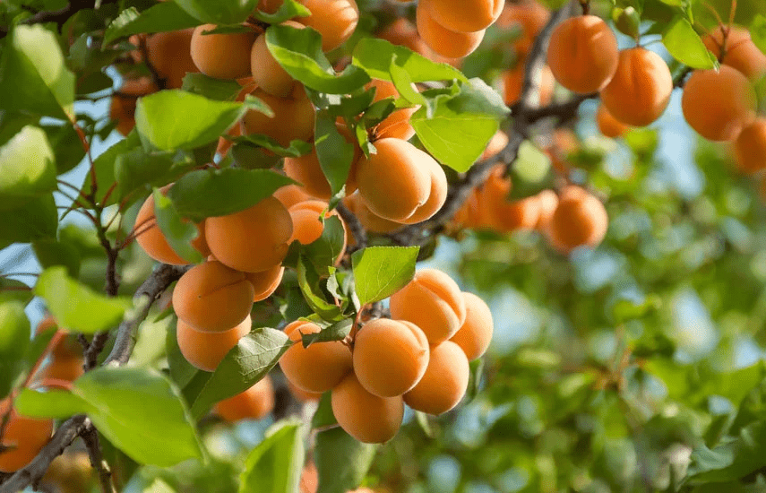 Коли обрізати абрикос, щоб збільшити урожай ➤ Prozoro.net.ua