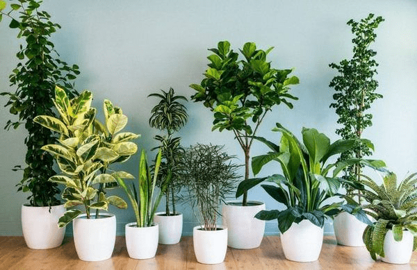 Три кімнатні рослини, які вбивають плісняву, цвіль та бактерії в домі ➤ Prozoro.net.ua