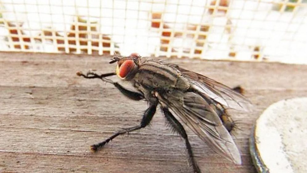 Від цього запаху мухи відлітають за кілометри: фантастичний лайфхак ➤ Prozoro.net.ua