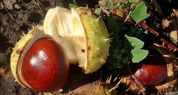 Золото под ногами: как знающие люди используют каштаны