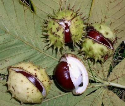 Золото под ногами: как знающие люди используют каштаны
