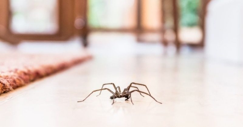 Жахливі наслідки: не вбивайте павуків у будинку ➤ Prozoro.net.ua