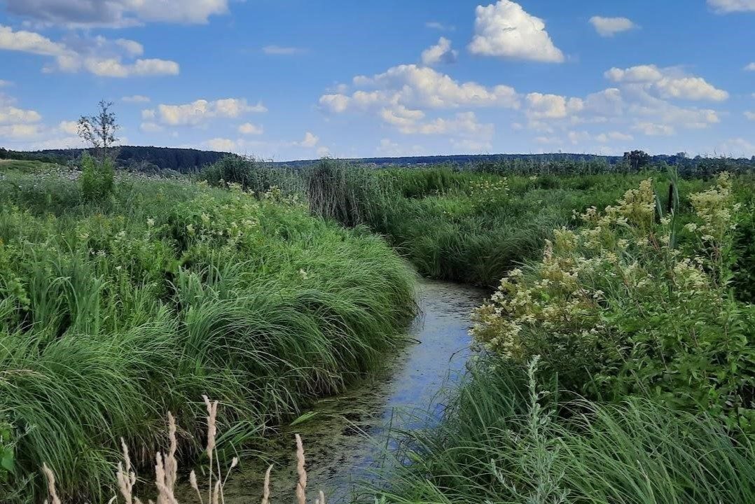Каховське водосховище перетворюється на ліс: відео ➤ Prozoro.net.ua