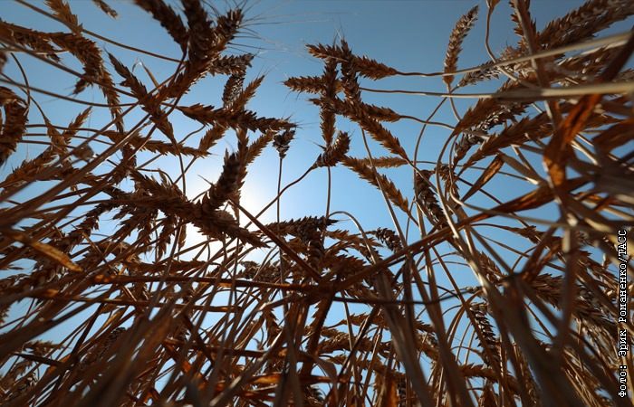 Людство зіткнеться з дефіцитом їжі: коли почнеться голод