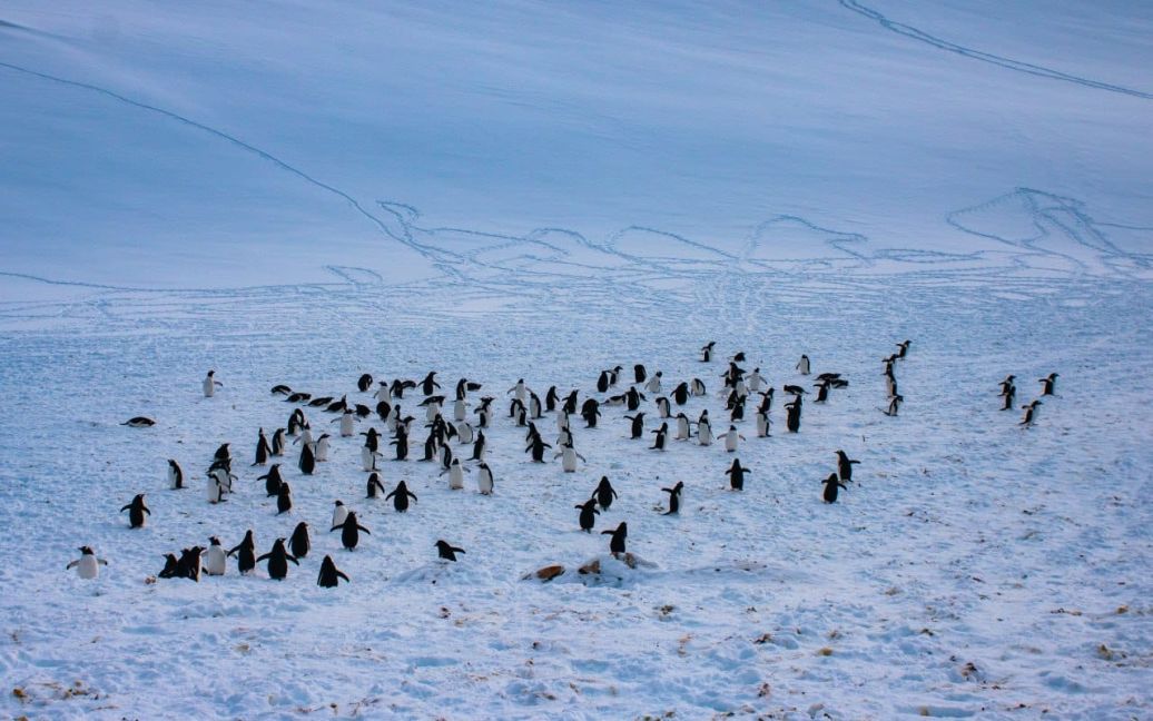 Полярники показали тысячи пингвинов, пришедших к ним в гости (видео) ➤ Prozoro.net.ua
