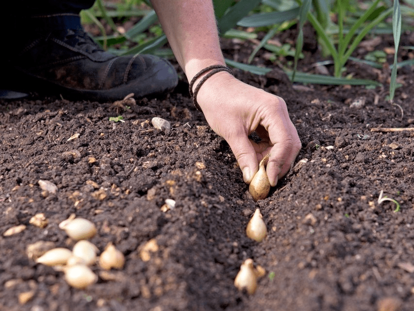 Коли та як посадити цибулю на зиму, щоб отримати врожай якомога раніше ➤ Prozoro.net.ua
