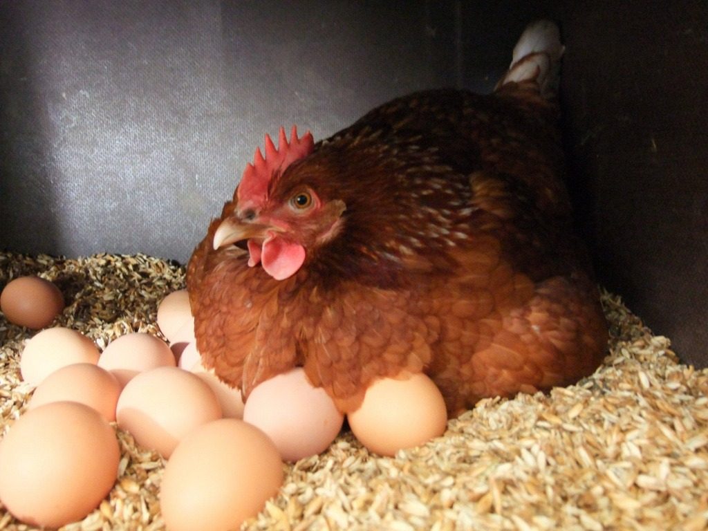 Курка спантеличила фермера яйцем неймовірно дивної форми (фото) ➤ Prozoro.net.ua