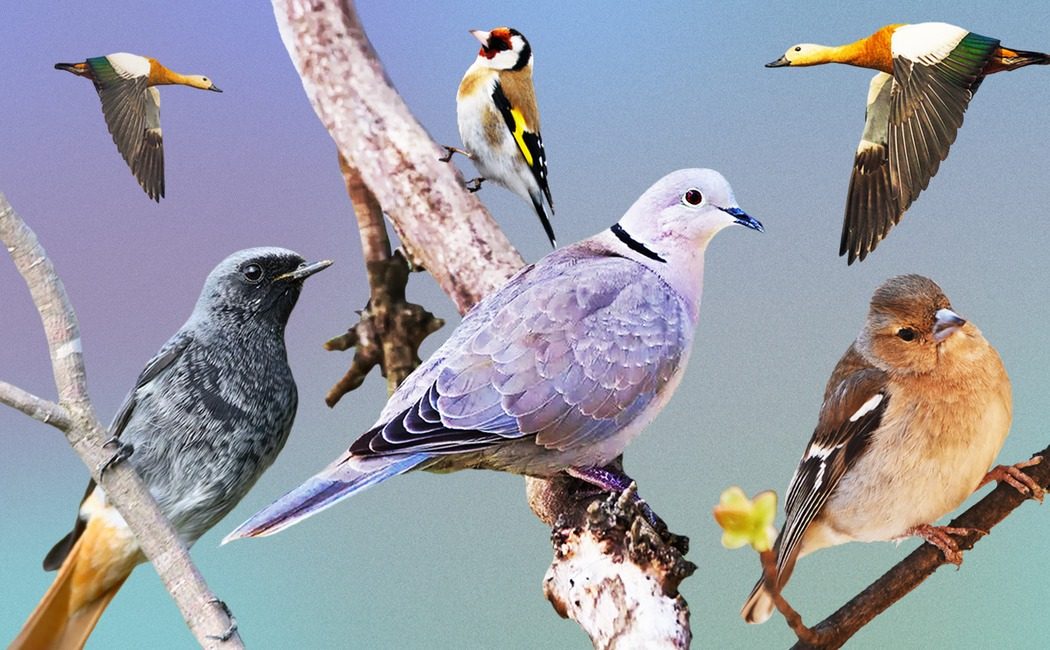 80 видів птахів із расистськими назвами перейменують: приклад ➤ Prozoro.net.ua