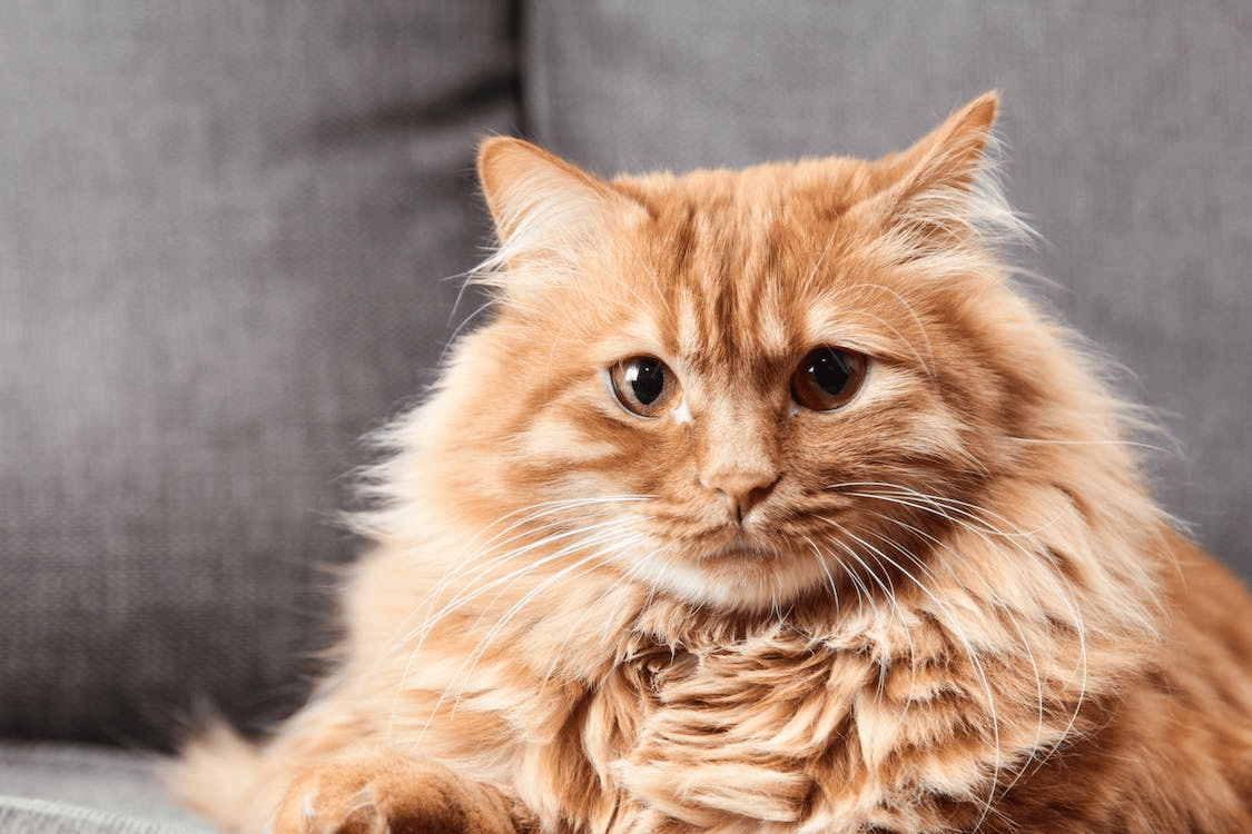 Чи варто заводити кота після 65 років: вчені запевняють, що це небезпечно ➤ Prozoro.net.ua