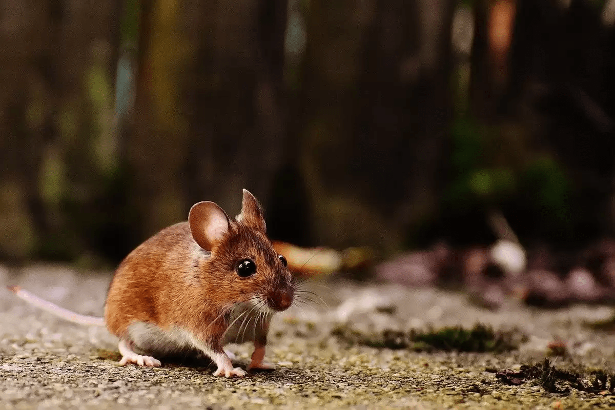 Вони не переносять цей запах: як захистити дім від мишей без значних витрат ➤ Prozoro.net.ua