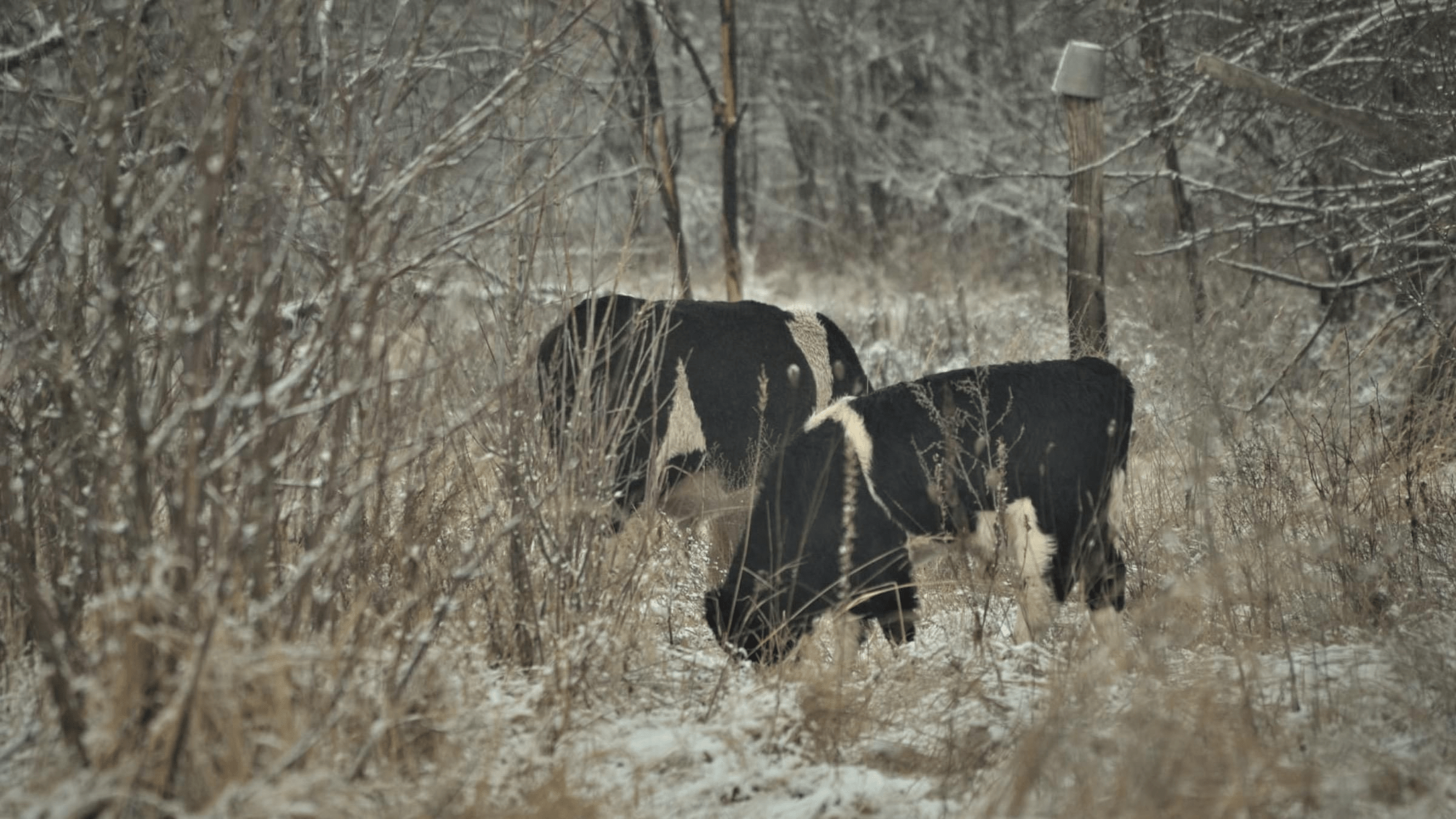 Пережили окупацію: у Чорнобильській зоні серед засніжених полів знову помітили стадо здичавілих корів (фото)
