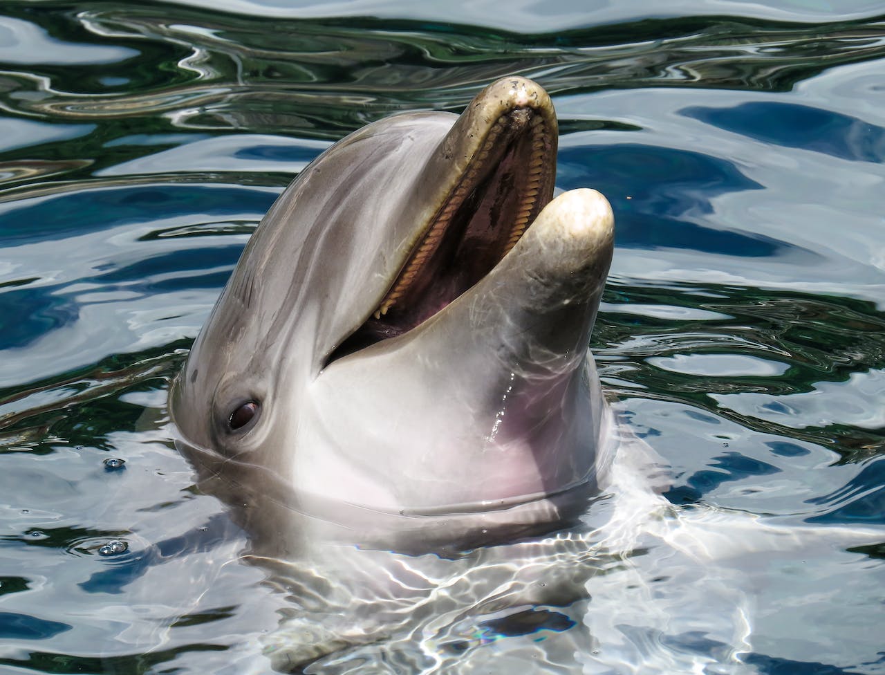 Боевой дельфин атаковала лодка у Крымского моста ➤ Prozoro.net.ua