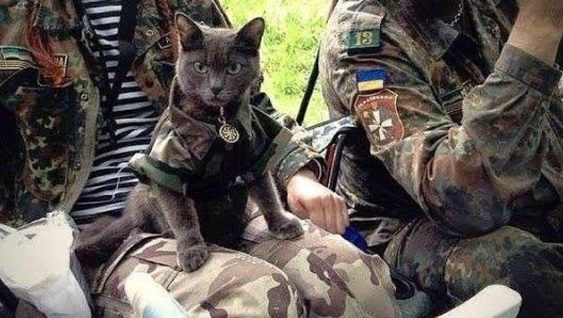 “Требовал, чтоб шли за ним”: история спасения наших бойцов котом ➤ Prozoro.net.ua
