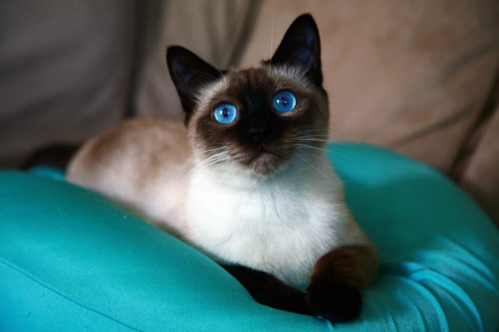 Держитесь подальше: названы породы кошек, которых стоит избегать ➤ Prozoro.net.ua