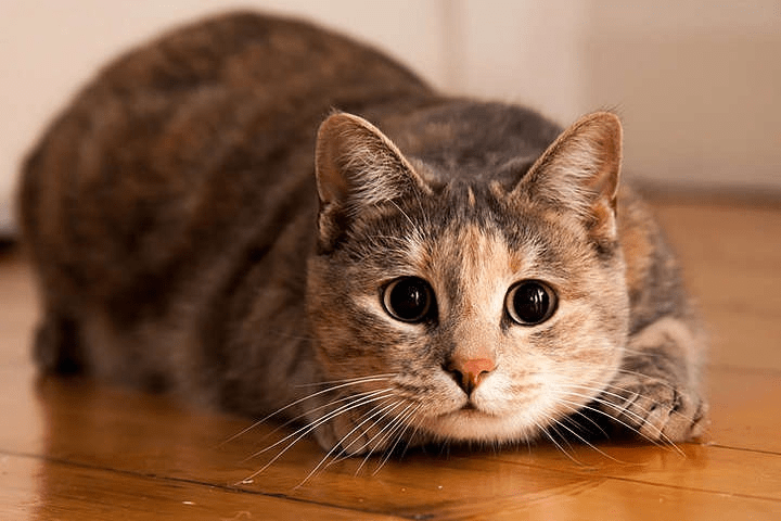 Що кішка хоче сказати вам своїм хвостом – 12 кумедних фактів ➤ Prozoro.net.ua