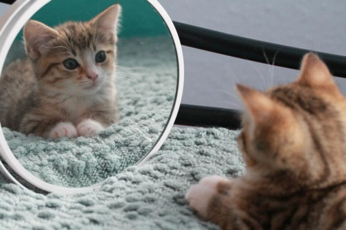 Вот, что на самом деле видят коты в зеркале: ответ поразит ➤ Prozoro.net.ua