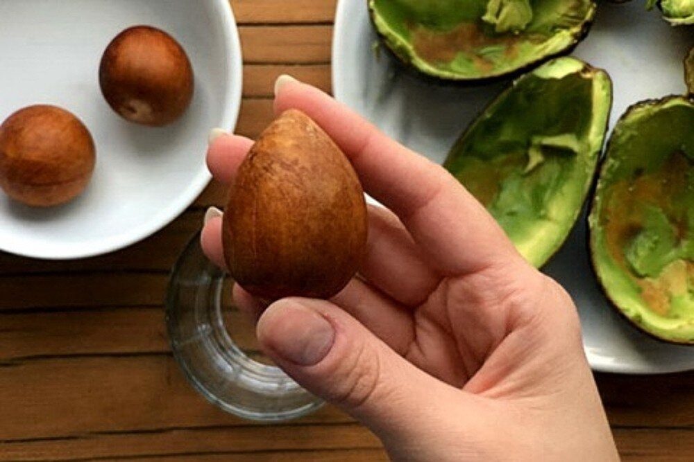 Не викидайте кісточку авокадо: як її можна використовувати ➤ Prozoro.net.ua