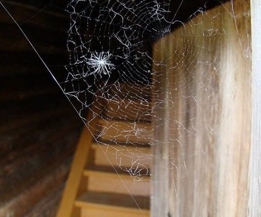 Заборонено прибирати павутину в будинку: що станеться