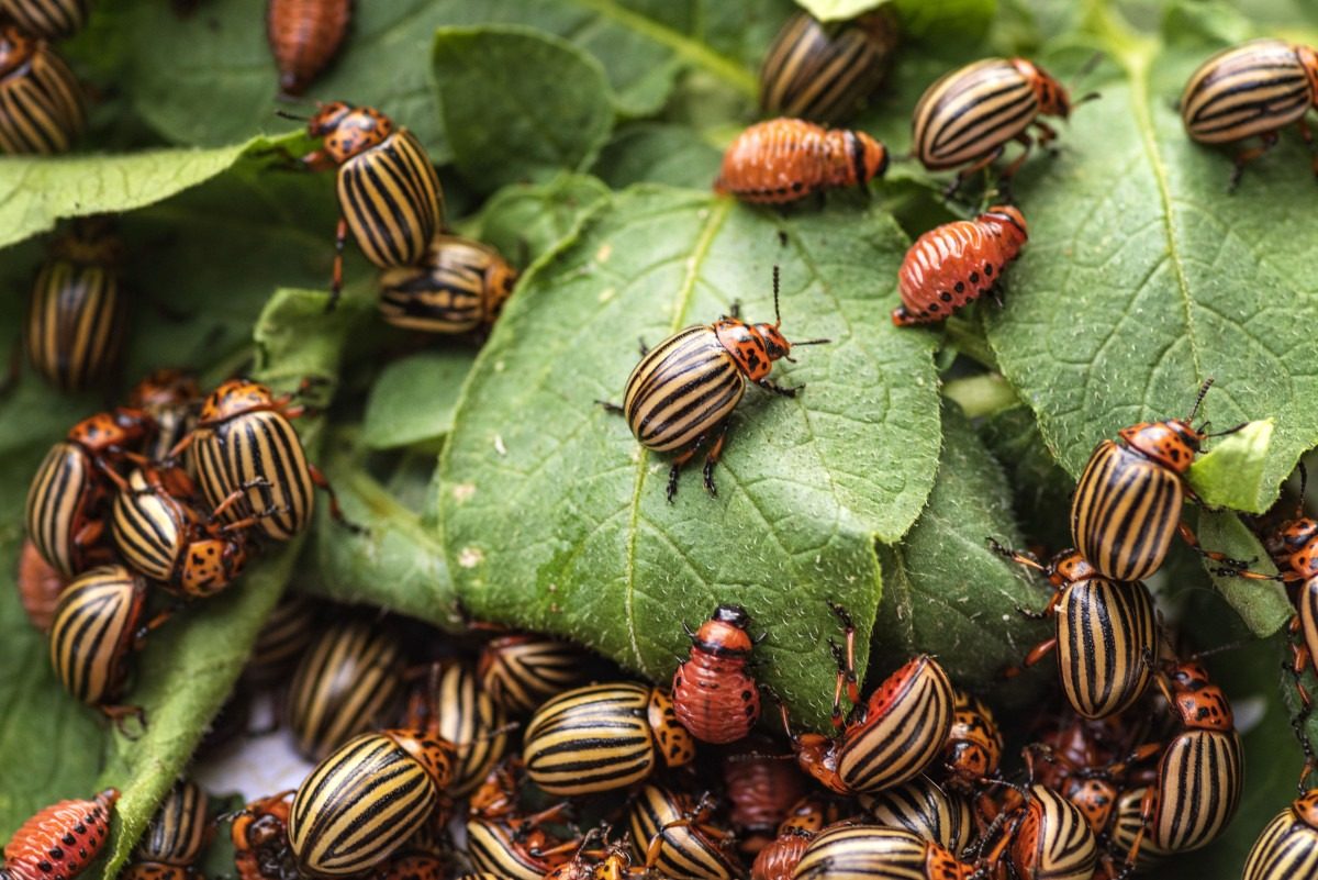 Збирати і цькувати не потрібно: пастка для колорадських жуків ➤ Prozoro.net.ua