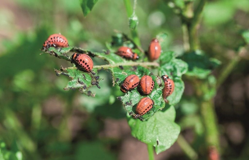 Собирать и травить не нужно: ловушка от колорадских жуков