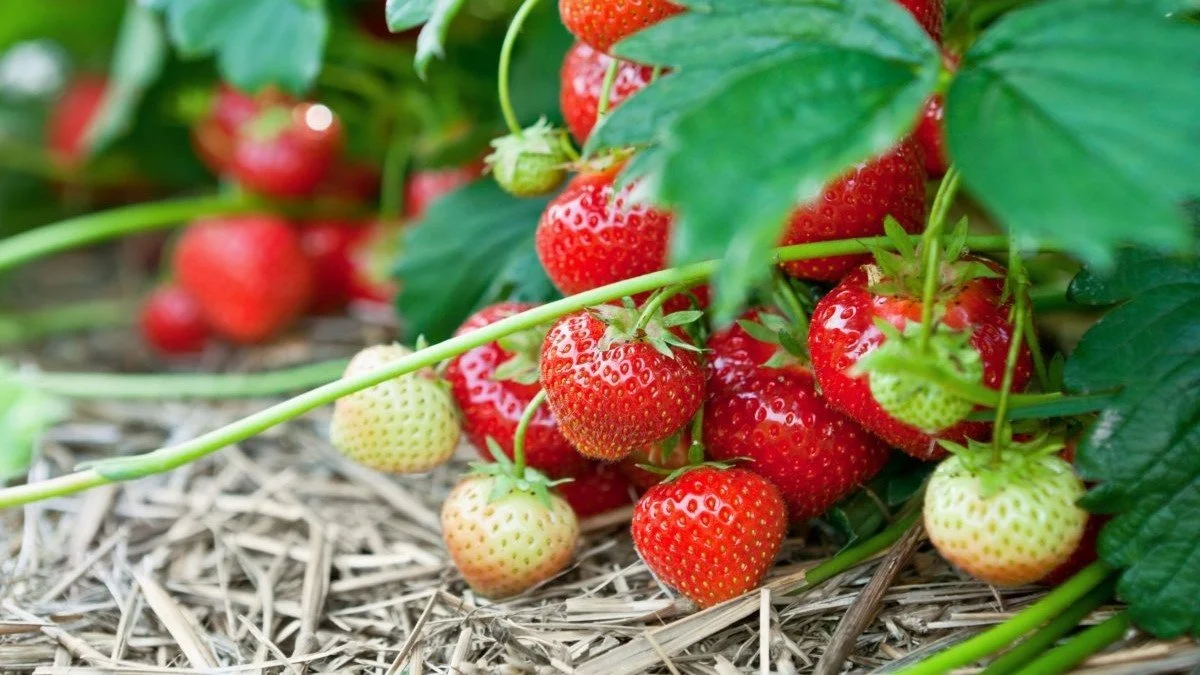 Чим підживити полуницю ранньою весною, щоб отримати гарний урожай ➤ Prozoro.net.ua