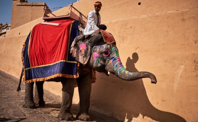 В Індії слон жбурнув на землю російську туристку: відео ➤ Prozoro.net.ua