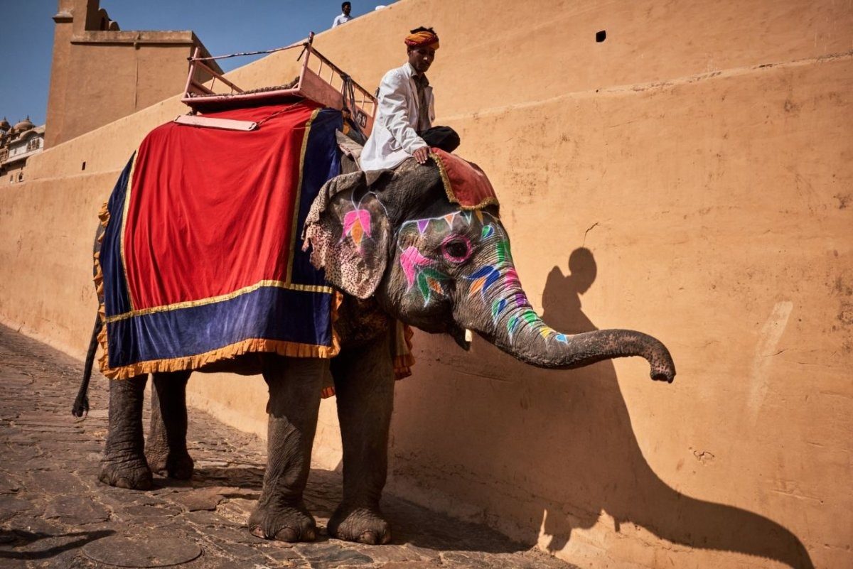 В Индии слон швырнул на землю российскую туристку: видео