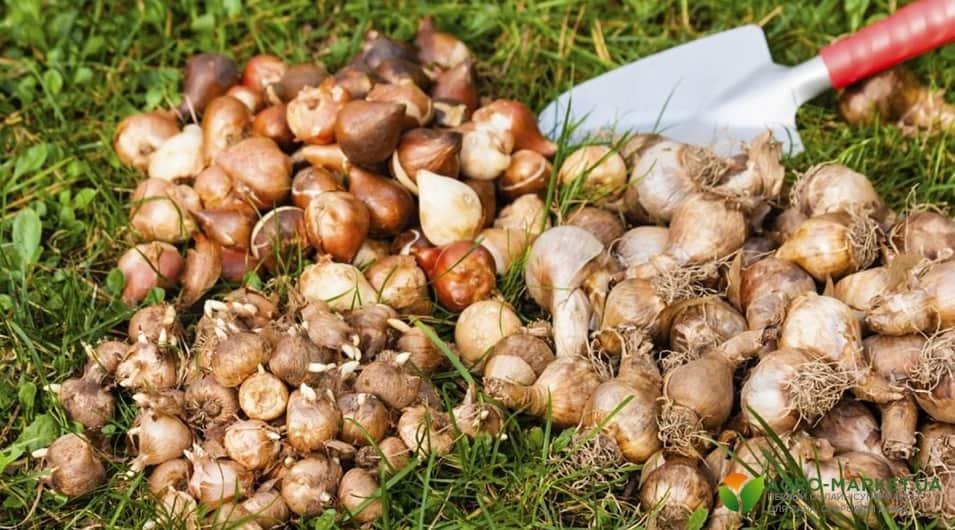Чего нельзя делать весной с луковичными растениями