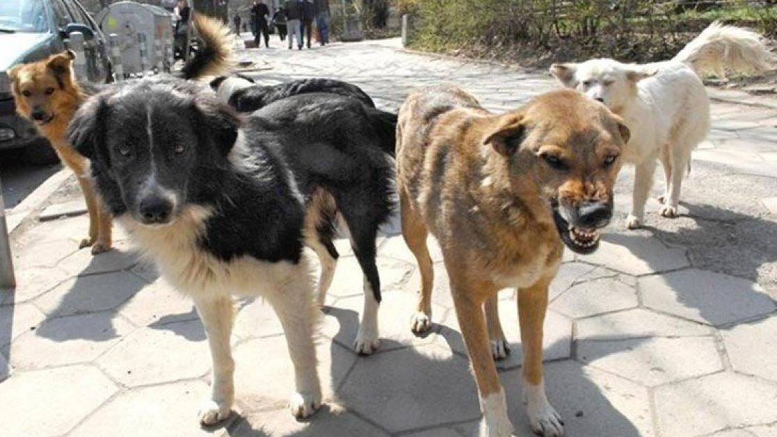 В Мариуполе стаи бездомных собак оккупировали город