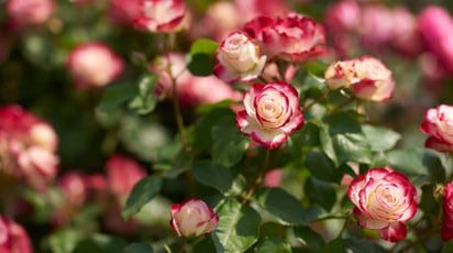 Коли та чим підживлювати троянди, щоб квітнули все літо ➤ Prozoro.net.ua