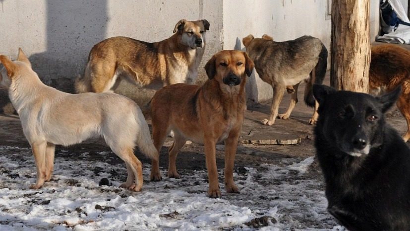 Что делать, если вас окружила стая собак: советы кинолога